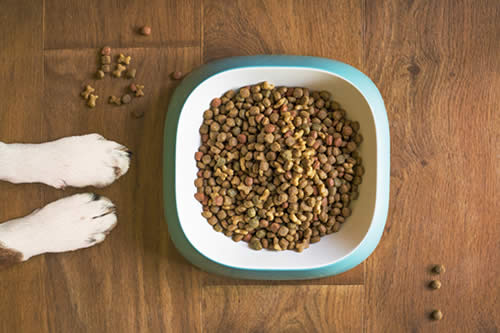 Why Omega-3 and Omega-6 Matters in Dog Food