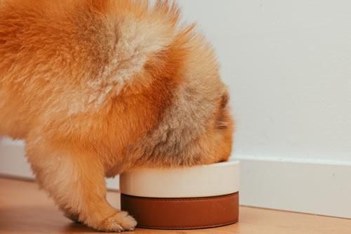 Reasons Why You Should Feed Your Dog All-Natural Treats
