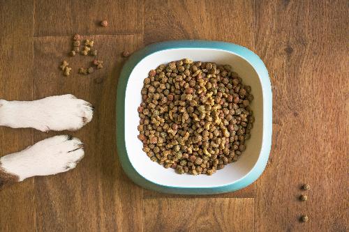 How Frequently Should You Replace Pet's Food