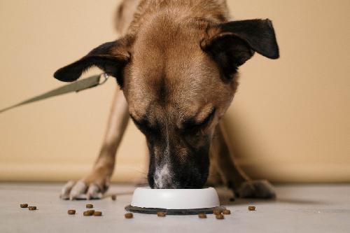 What to Know About the Dangers of Overfeeding Your Dog